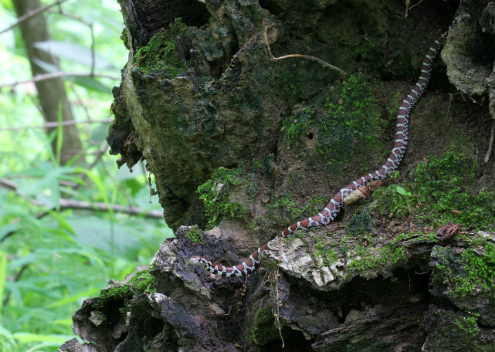 Eastern Milk Snake